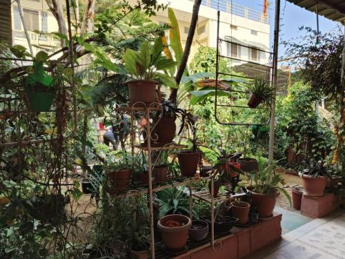 a greenhouse filled with lots of potted plants at Homestay Urmil Basant in Jaipur