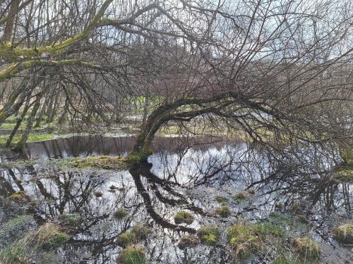 a reflection of a tree in a body of water at La maison in Tarnac