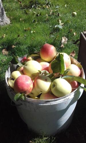 a bucket full of apples sitting in the grass at Spartak in Sisian