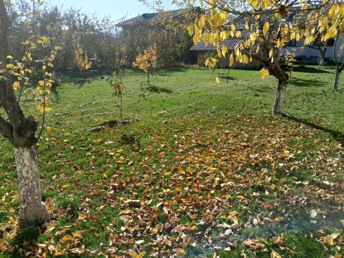 a field full of leaves on the grass with trees at Spartak in Sisian
