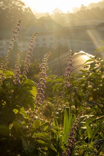 a plant with purple flowers in front of a building at W15 Glenfall Nuwara Eliya in Nuwara Eliya