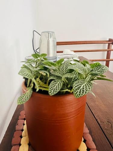 a plant in a pot sitting on a table at Moon Bay in Mirissa