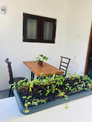 a table with a planter with plants on it at Moon Bay in Mirissa