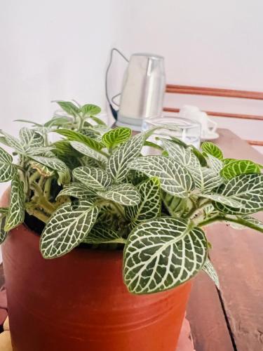 a potted plant sitting on top of a table at Moon Bay in Mirissa