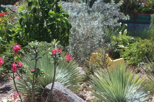 a garden with pink flowers and plants at Iguane House Villas & Micro Spa in Sainte-Anne