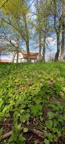 Příroda nedaleko bed and breakfast