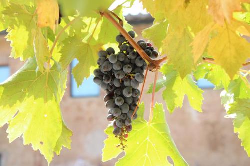 a bunch of grapes hanging from a tree at Agriturismo Il Caggio in Sovicille