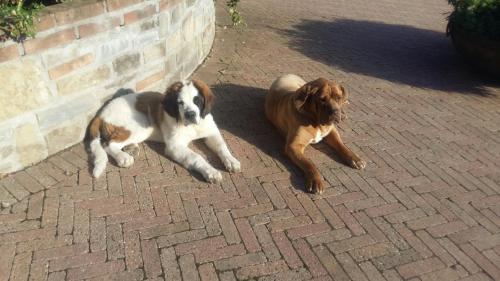 two dogs laying next to each other on a brick sidewalk at Cascina Bricco in Ovada