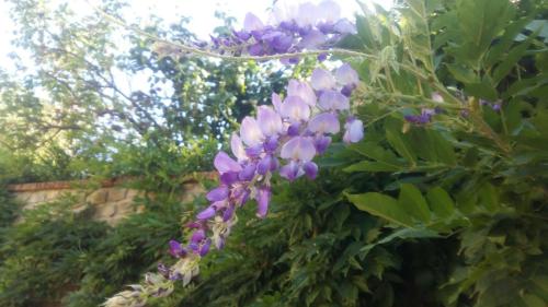 a bunch of purple flowers on a bush at Cascina Bricco in Ovada