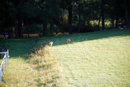 two animals standing in the grass in a field at Natura Apartamenty in Swaderki