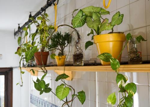 a bunch of plants on a shelf in a room at Yunga in Salta