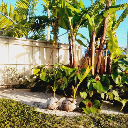 a bunch of coconuts sitting next to some trees at Mcgregor House - Villa by The Bay in Nassau