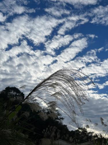 魚池鄉的住宿－清平樂村居，云天前的羽毛植物