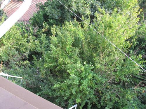 an overhead view of a bush next to a building at NICK STUDIOS previous NICK HOUSE in Plomarion