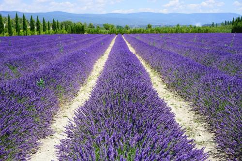 un campo di lavanda viola in campagna di Chambre dans Petit havre de paix avec piscine chauffée au coeur du Luberon a Gargas
