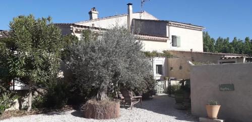 Les figues et les cigales