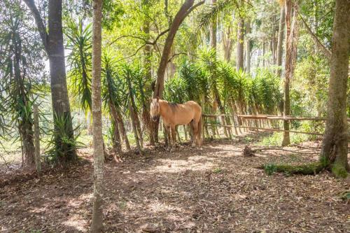 a horse standing in the middle of a forest at Sitio CANTOS DA FLORESTA in Mairinque