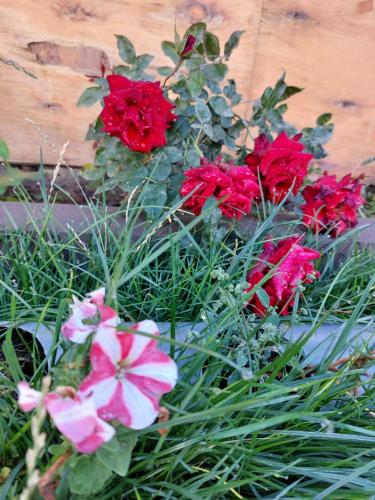 a group of red flowers in front of a wooden wall at Spartak in Sisian