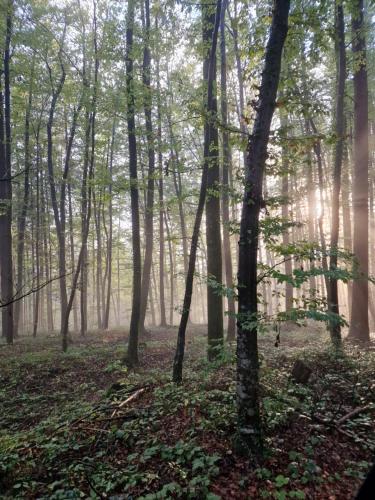 a forest with the sun shining through the trees at Stari mlin Franja/Old Mill Franja in Šentrupert