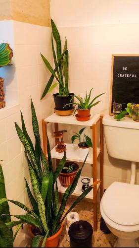 - une salle de bains avec des plantes sur une étagère à côté de toilettes dans l'établissement Private Double Room in a Cute Townhouse in Maltese Village Close To St Peters Pool, à Żejtun