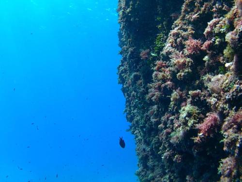 an aerial view of the ocean with plants andbrates at Bilocale panoramico “Lo sguardo” in Massa Lubrense