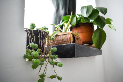 two potted plants are hanging on a wall at Hotel Casa Botero 202 in Bogotá