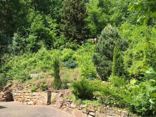 メルズンゲンにあるNaturhäuschen mit Kamin - Feuerschale - Garten - mit beheizbarem Gartenwhirlpoolの木々や茂みのある庭園