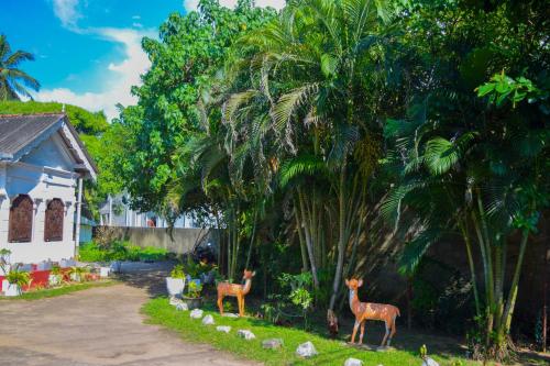 Hansaj Resort في هيكادوا: غزلان وهمية تقف في ساحة بجوار منزل