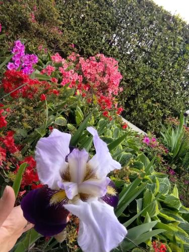 a group of flowers in a garden at Villa Vescovado appartamento in casa vacanza in Brusaporto