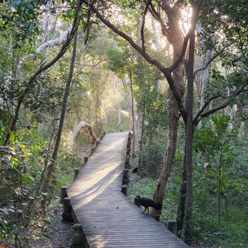 a dog standing on a wooden path in the forest at Serene Beachside Apartment in Marcoola