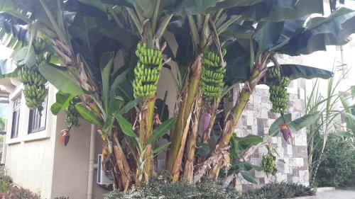 a bunch of bananas hanging from a banana tree at Villasun Luxury Apartments & Villas in Flic-en-Flac