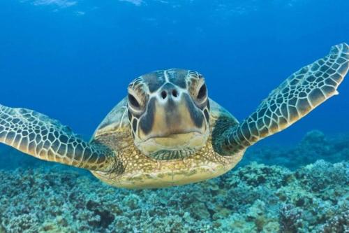 a green sea turtle swimming in the water at Akumal Skies Private Terrace W Jacuzzi W Sea Views Walk To Beach in Akumal