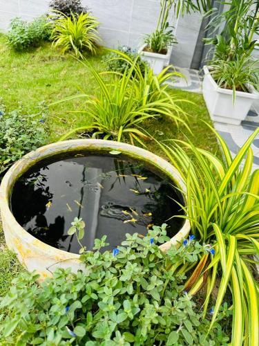 um lago num jardim com plantas em Minh Hiếu - Villa 3 rooms em Phan Thiet