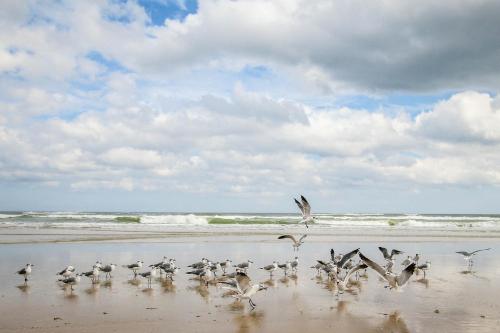 a flock of seagulls standing on a beach at Harbour Beach Resort Unit 518 in Daytona Beach