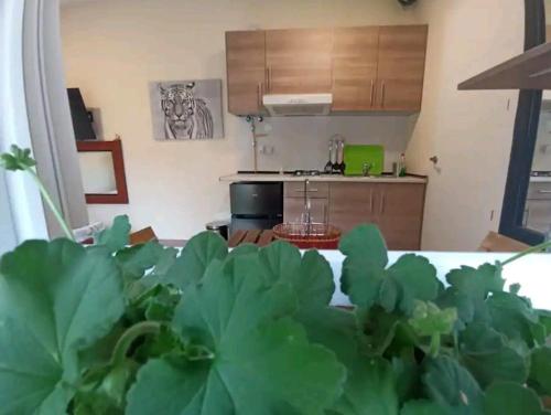 a kitchen with a table with green plants in the foreground at Cabaña del olivo in Paredes de Buitrago