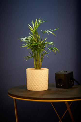 a plant in a white pot sitting on a table at Nove Boutique Apartments in Vienna