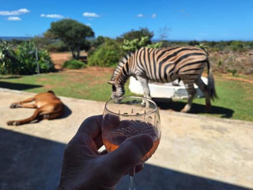 a person holding a glass of wine with a zebra at Kudu Ridge Game Lodge in Addo