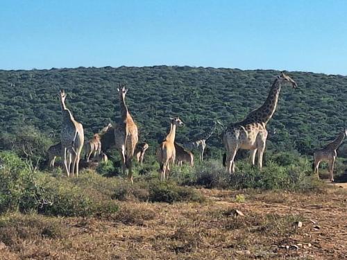 a herd of giraffes standing in a field at Kudu Ridge Game Lodge in Addo