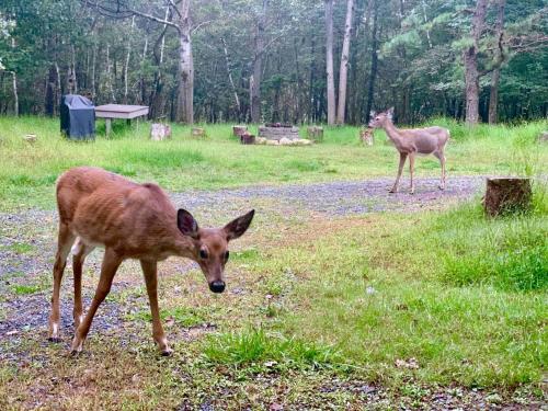 two deer standing in a field of grass at Kids under 4 free, Jacuzzi, Sauna, Pool, Lake, Gym in Albrightsville
