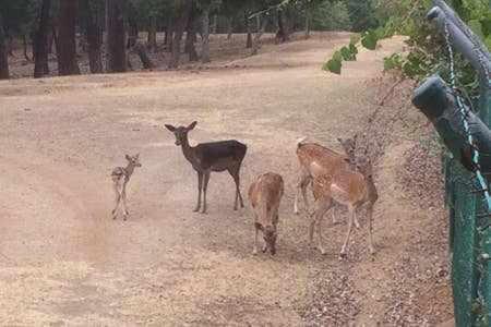 a group of deer standing in a dirt field at Casa Bellavista con piscina en Caldes Costa Brava in Caldes de Malavella