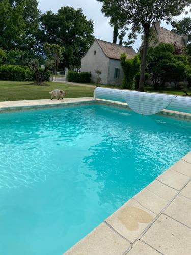 un chien debout à côté d'une piscine bleue dans l'établissement Grand gîte 23 couchages, à Lalandusse
