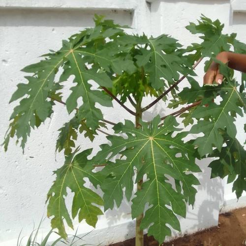 a green plant in front of a white wall at The Botanical Gardens in Rundu