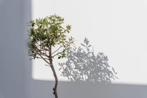 a small tree with its shadow on a wall at Cycladic Suites & Spa in Fira