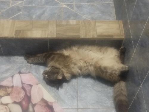 un gato tirado en el suelo en el suelo en Kush, en Kochkorka