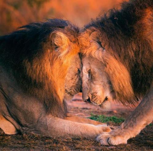 un león tumbado en el suelo en NAUNERI HOMES en Sekenani