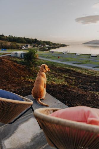 a dog sitting on a table looking out at the water at Port Nan Gael Pods in Pennyghael