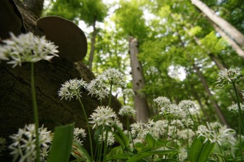 a group of white flowers next to a tree at Pension Bergstube in Bad Langensalza
