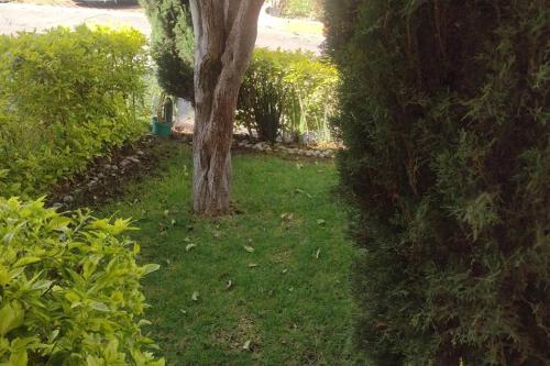 un árbol en medio de un patio en casa con vigilancia las 24hrs en Santa Cruz Tecamac