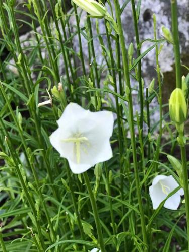 two white flowers are growing in the grass at Litet modernt fristående hus i Skärgården på Värmdö, Stockholm in Värmdö