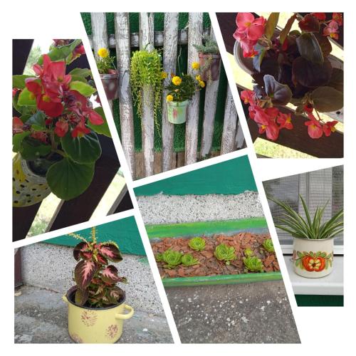 a collage of pictures of plants and flowers at Dedina Luka in Valjevo